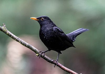 Eine Amsel sitzt auf einem Ast Eine Amsel sitzt auf einem Ast