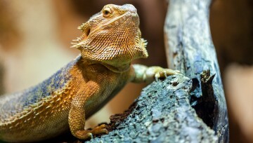 Eine Bartagame stützt sich auf einen Ast.