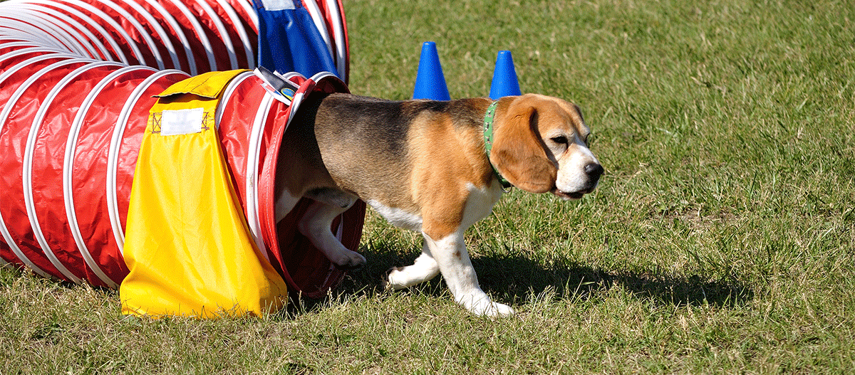 beagle-im-bewegungstunnel Hund kommt aus dem Tunnel