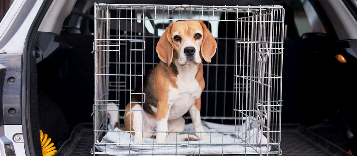 beagle-in-transportbox-im-auto Beagle im Auto in der Transportbox