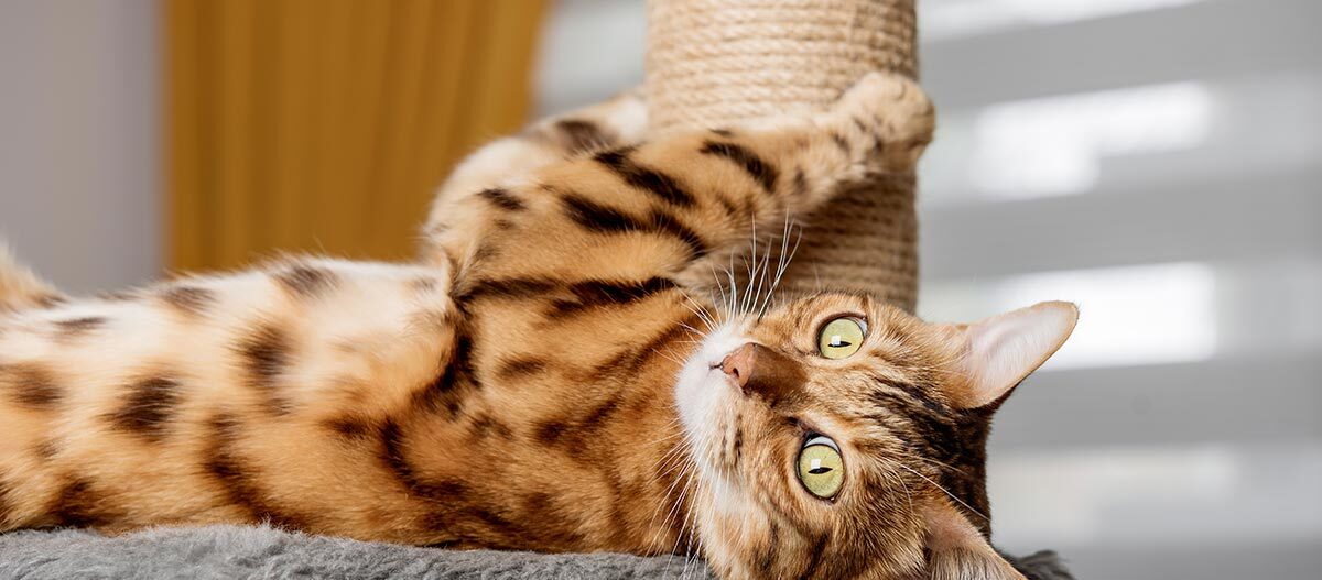 Bengalische Katze mit Kratzbaum Bengalische Katze mit Kratzbaum