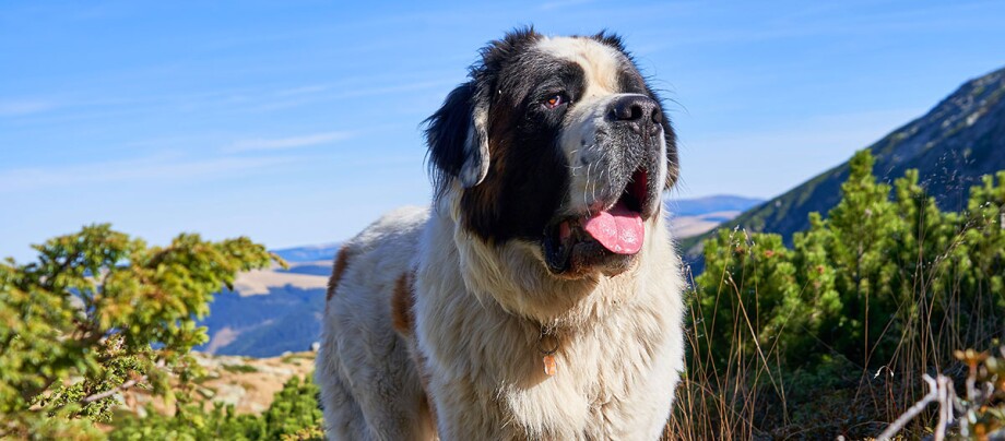 Bernhardiner Bernhardiner