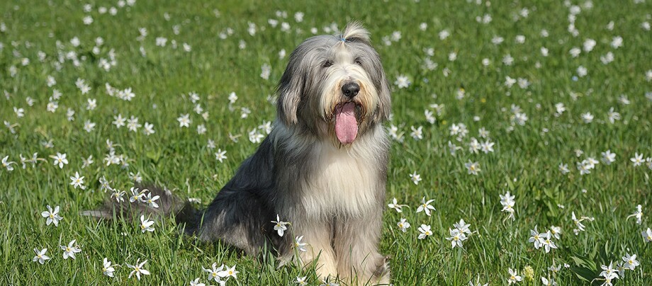 Border Collie Border Collie