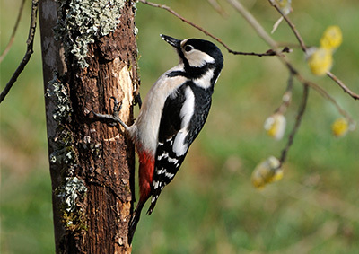 Ein Buntspecht sitzt an einem Baum Ein Buntspecht sitzt an einem Baum