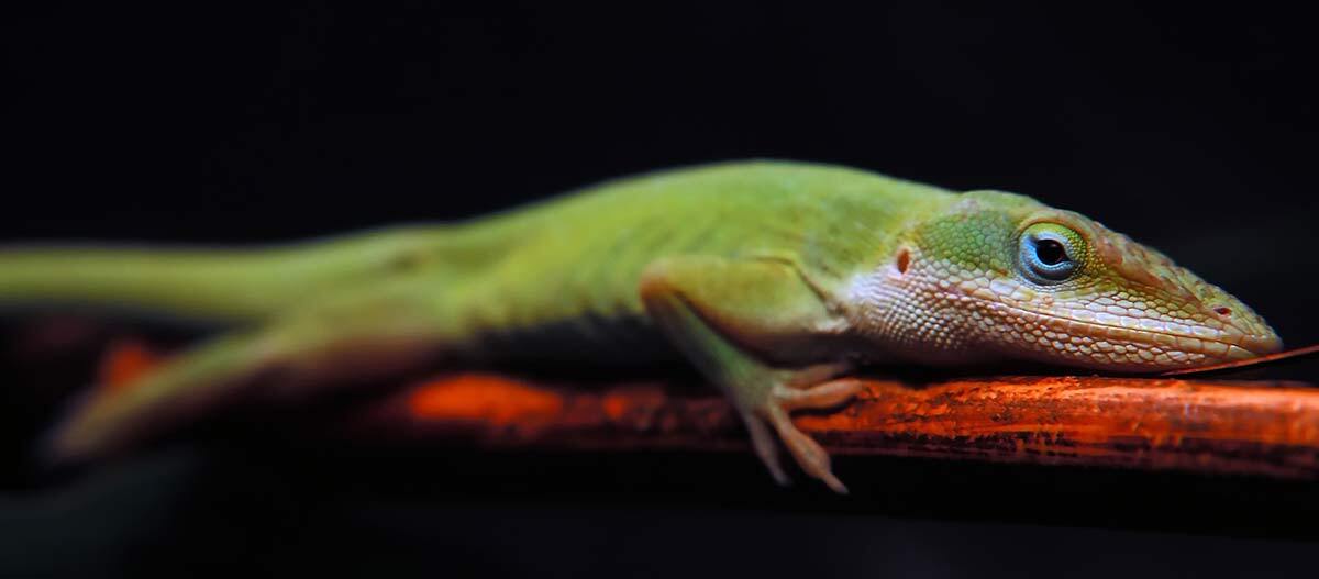 Conraus Zwerggecko liegt auf einem Stock Conraus Zwerggecko liegt auf einem Stock