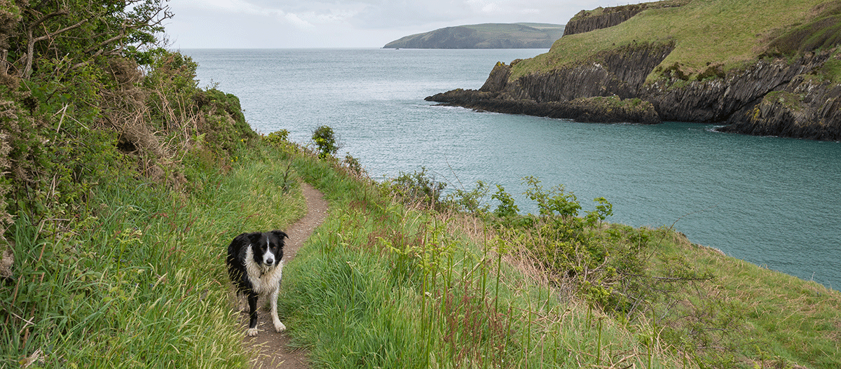 cornwell-kueste-border-collie Border Collie an der Küste