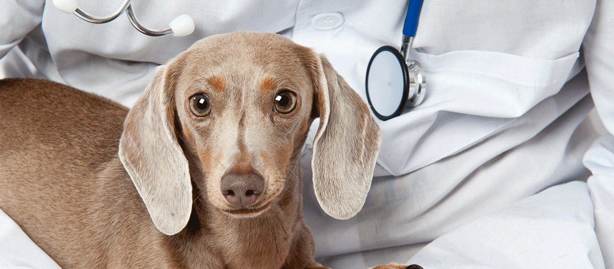 dackel-beim-tierarzt Dackel beim Tierarzt