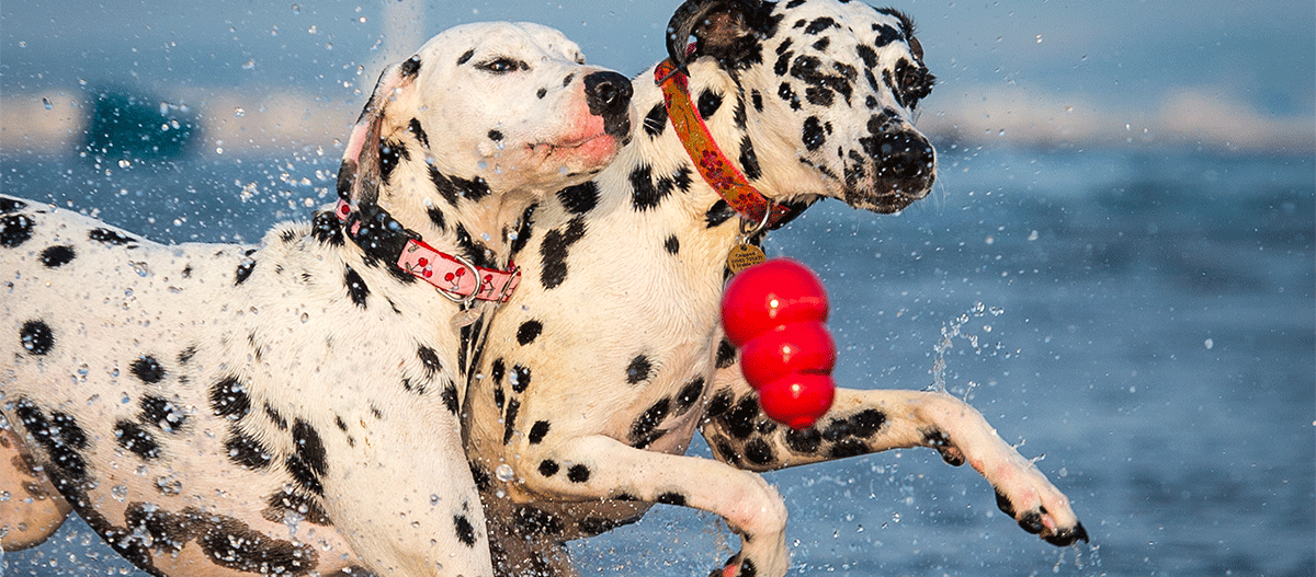 dalmatiner-spielen-im-wasser Dalmatiner spielen im Wasser