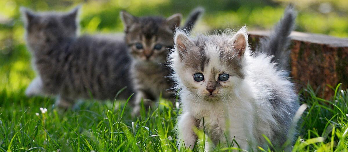 Katzenjunge auf einer Wiese Katzenjunge auf einer Wiese