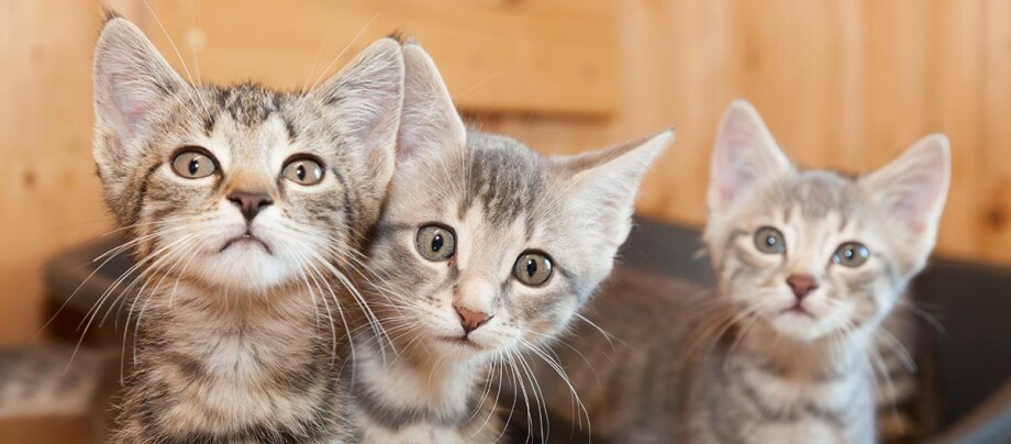 Junge getigerte Katzen Junge getigerte Katzen