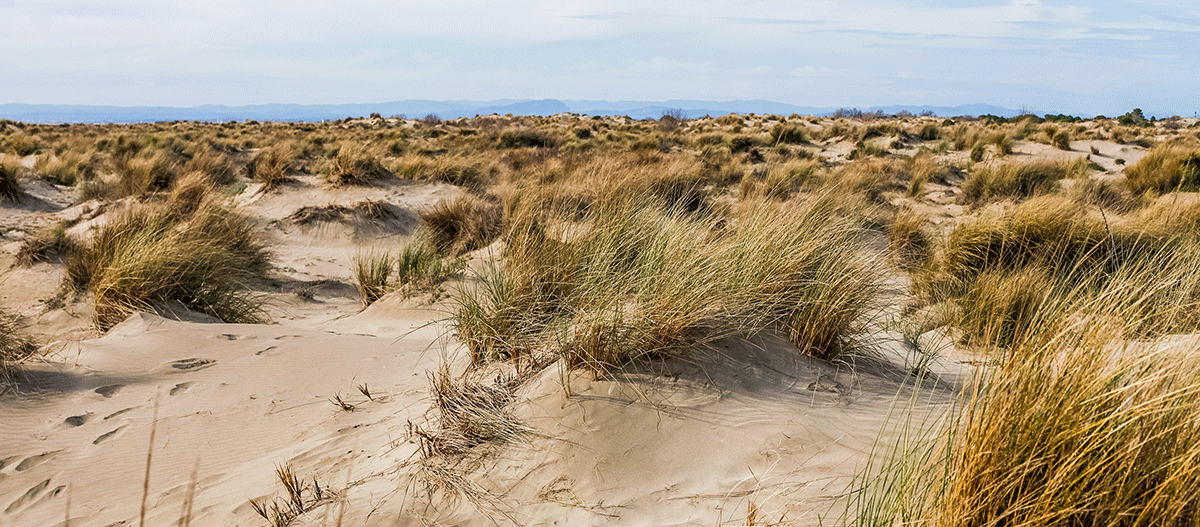 duenenlandschaft Duenenlandschaft