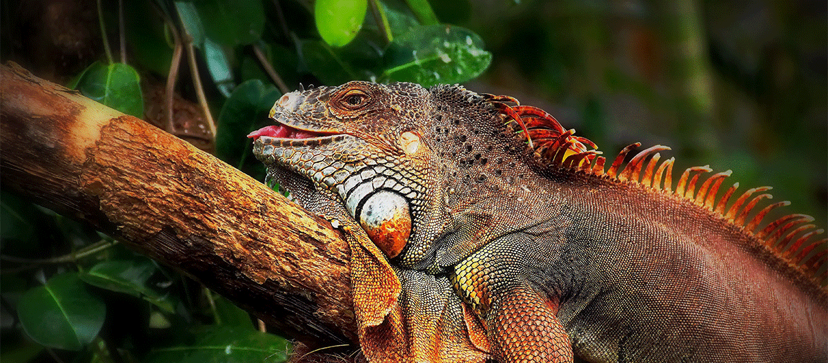 Echse liegt im Terrarium auf einem Stock