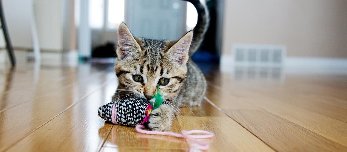 Spielende junge Katze Spielende junge Katze