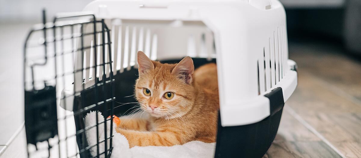 Eine Katze in einer Transportbox Eine Katze in einer Transportbox