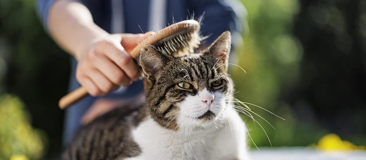 Eine Katze wird gekämmt und gebürstet Eine Katze wird gekämmt und gebürstet