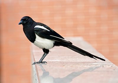 Eine Elster sitzt auf einer Mauer Eine Elster sitzt auf einer Mauer