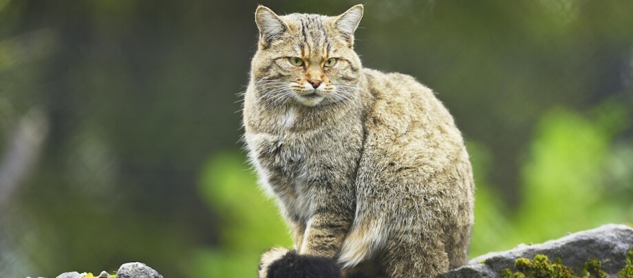 Die Europäische Wildkatze sitzt auf einem Felsen Die Europäische Wildkatze sitzt auf einem Felsen