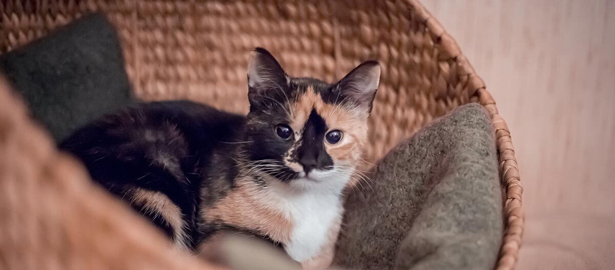 Katze in Katzenkörbchen Katze in Katzenkörbchen