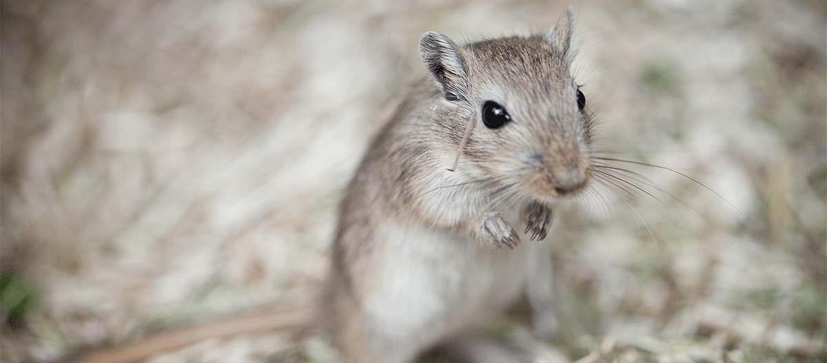 gerbil-stehend Gerbil stehend im Käfig
