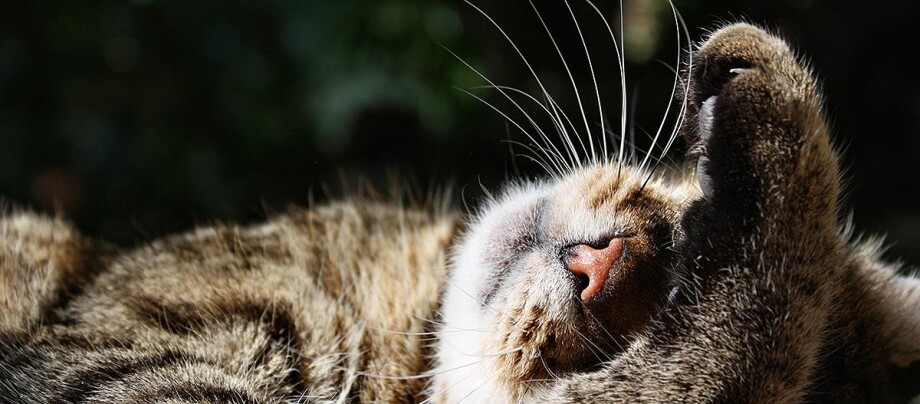 getigerte-katze-schlaeft-mit-pfote-ueber-den-augen Katze schläft