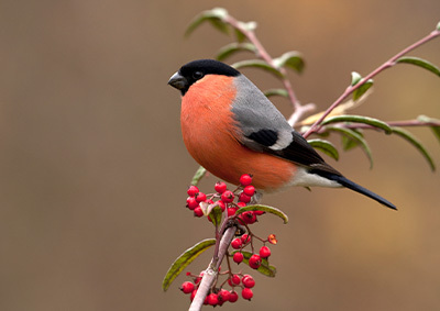 Ein Gimpel sitzt auf einem Ast Ein Gimpel sitzt auf einem Ast