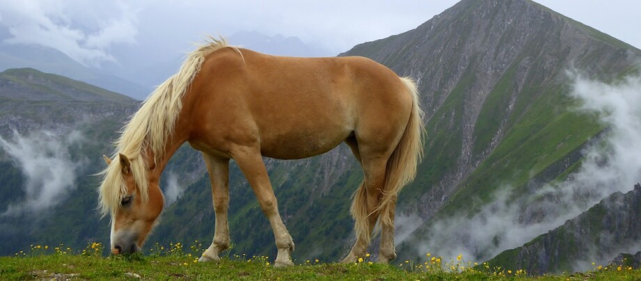 Ein Haflinger grast auf der Alpenweide. Ein Haflinger grast auf der Alpenweide.