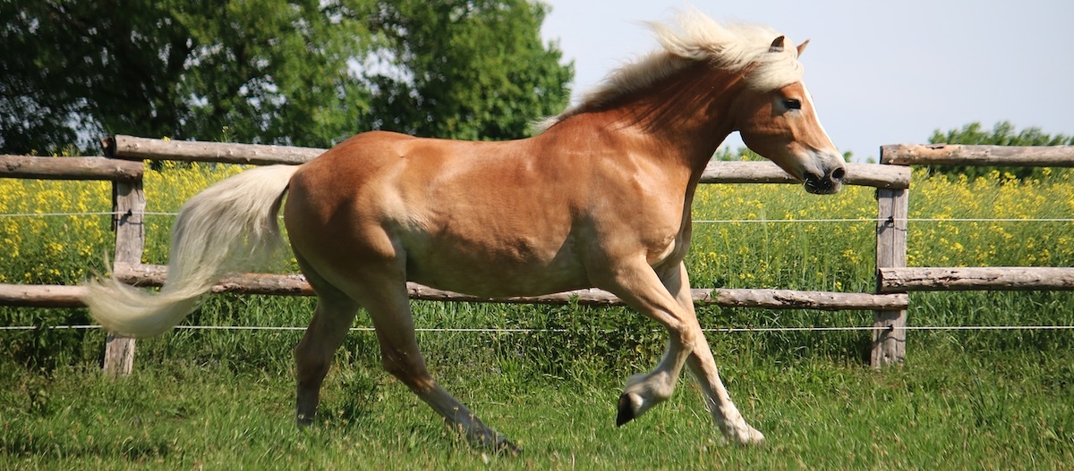 Ein Haflinger auf der Koppel Ein Haflinger auf der Koppel