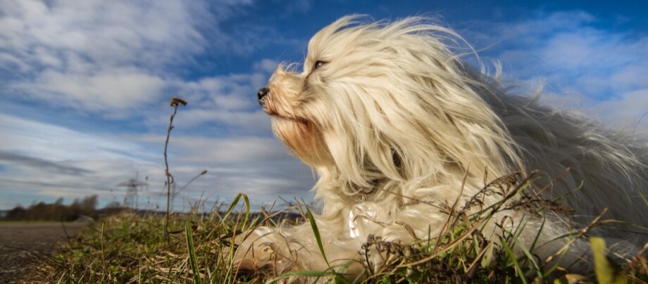 havanese-im-wind Havaneser im Wind