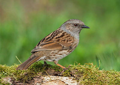 Eine Heckenbraunelle sitzt auf Moos Eine Heckenbraunelle sitzt auf Moos