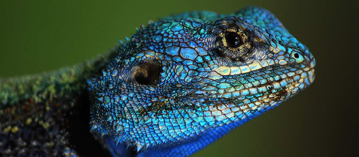 Himmelblauer Zwergtaggecko Himmelblauer Zwergtaggecko