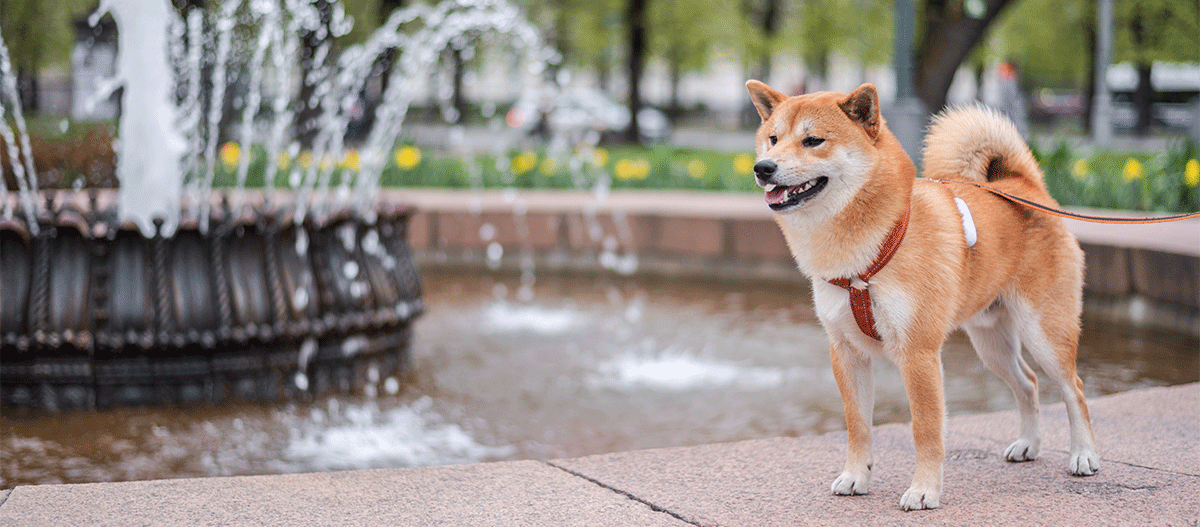 hund-am-brunnen Hund am Brunnen