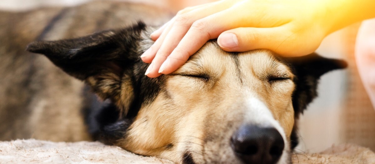 hund-am-kopf-streicheln Hund wird am Kopf gestreichelt
