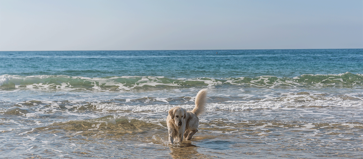 hund-auf-fehmarn Hund am Wasser auf Fehmarn
