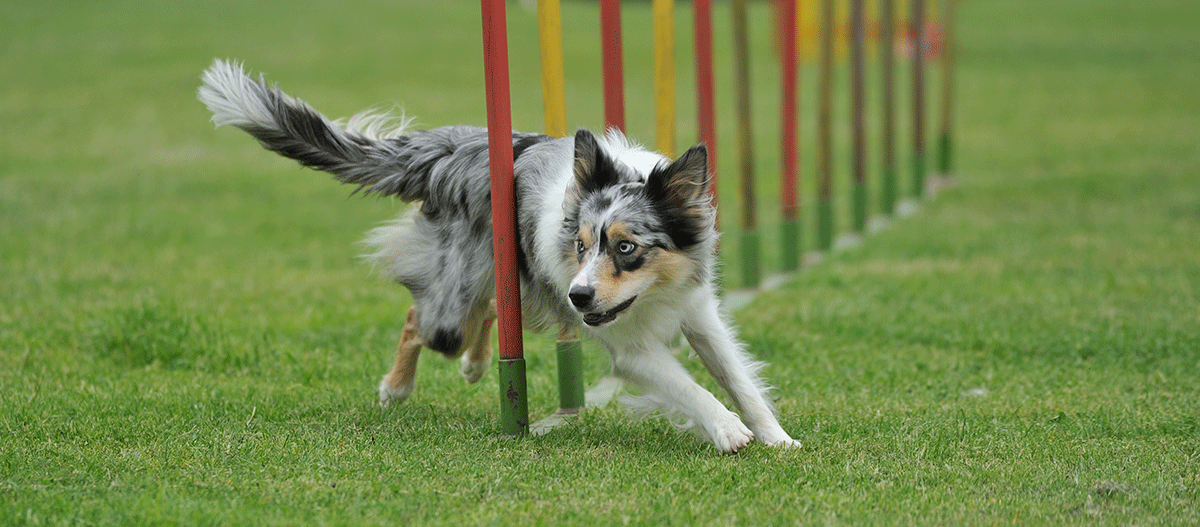 hund-beim-agility Hund beim Sport Agility