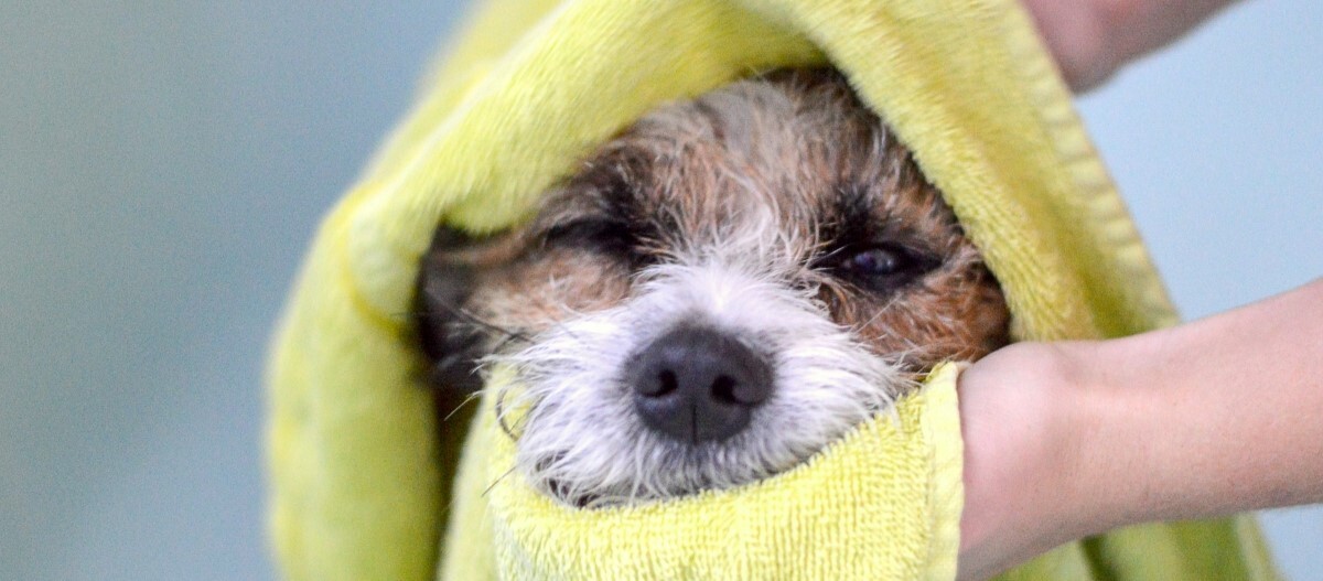 hund-gelbes-handtuch Hund in gelbem Handtuch