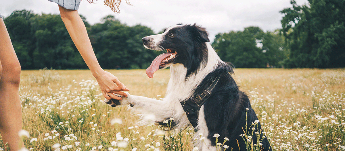 hund-gibt-der-frau-pfoetchen Hund gibt Frau Pfötchen