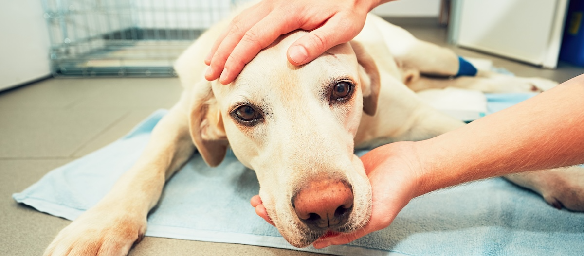 Hund liegt am Boden in Praxis Hund liegt am Boden in Praxis
