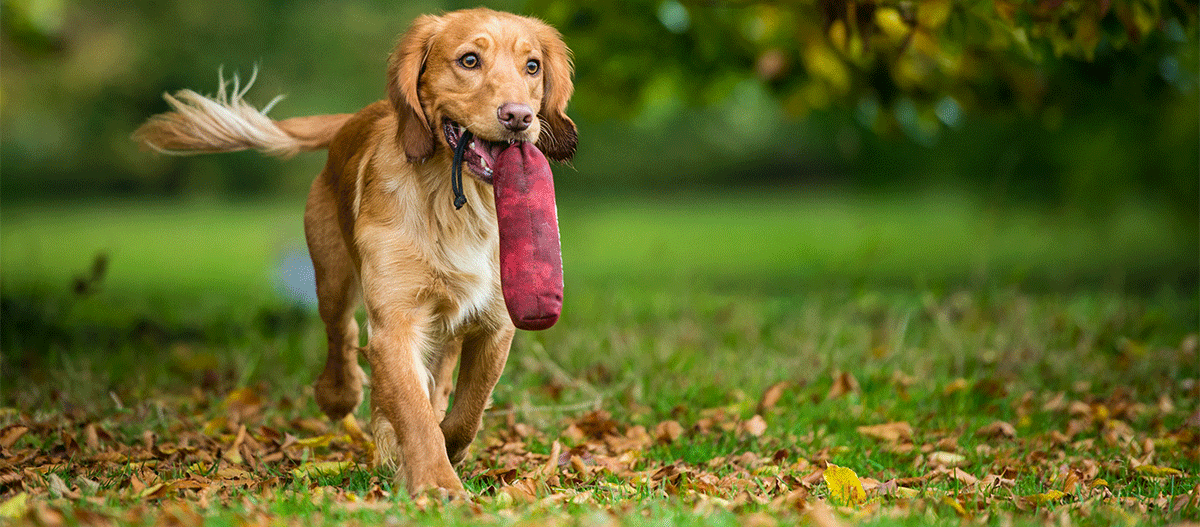 hund-mit-snackbeutel-im-maul Hund mit Snackbeutel im Maul