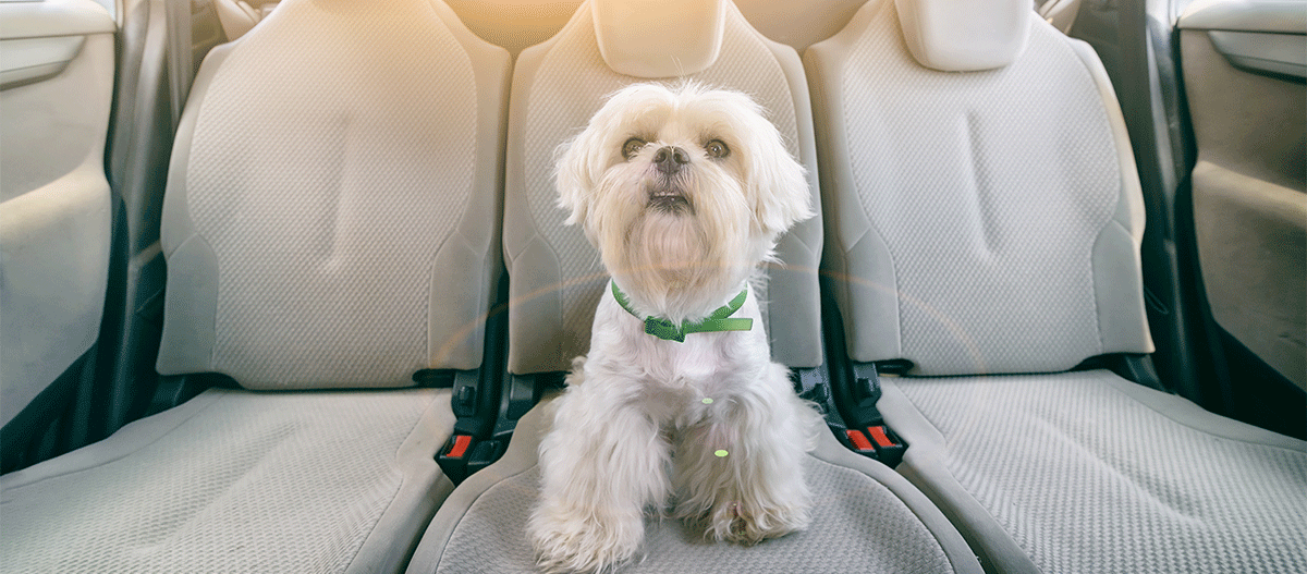 Hund sitzt im Auto auf der Rückbank