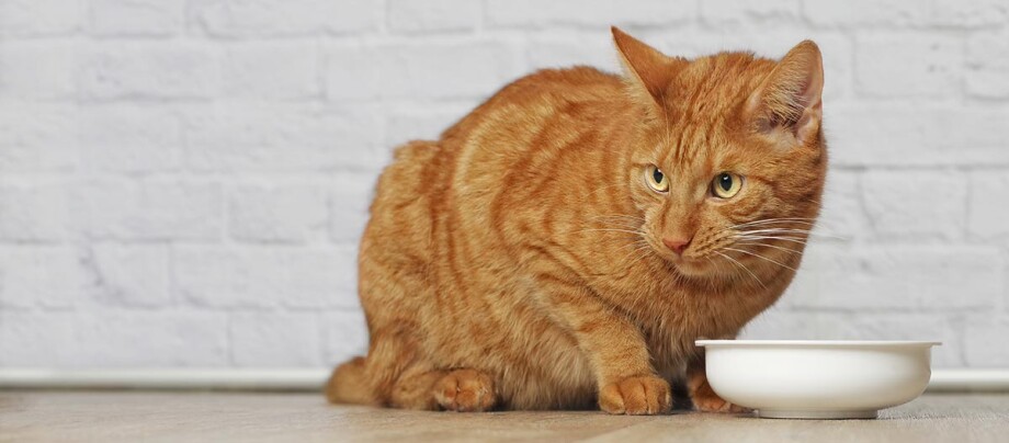 hungrige-rote-katze-sitzt-vor-einem-futternapf Katze vor Futternapf
