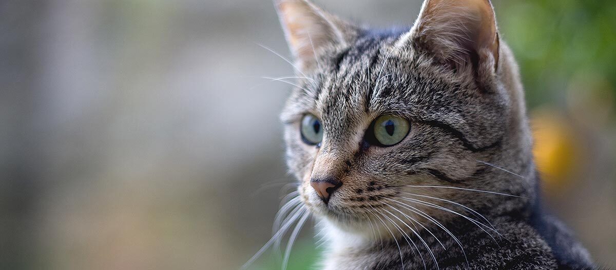 Junge braune Tabby-Katze