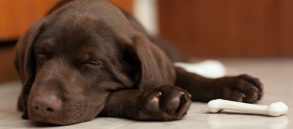 Schlafender brauner Labradorwelpe. Schlafender brauner Labradorwelpe.