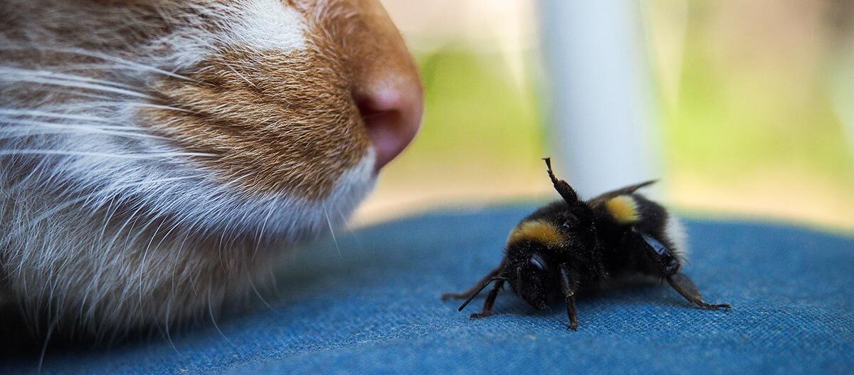 katze-katzennase-hummel-insektenstich Katze Hummel