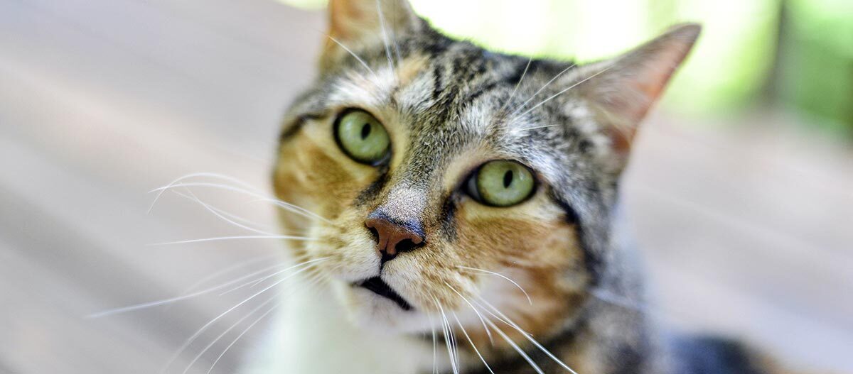 katze-mit-gruenen-augen-blickt-in-die-kamera Katze mit grünen Augen
