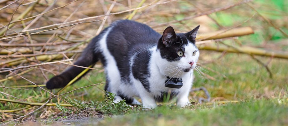 Eine schwarz-weiße Katze mit einem Tracker am Hals Eine schwarz-weiße Katze mit einem Tracker am Hals