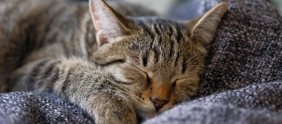 Tabby Katze schläft auf Kissen Tabby Katze schläft auf Kissen