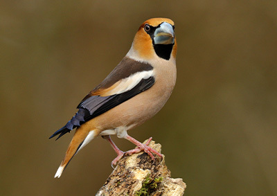 Ein Kernbeißer sitzt auf einem abgebrochenen Ast Ein Kernbeißer sitzt auf einem abgebrochenen Ast