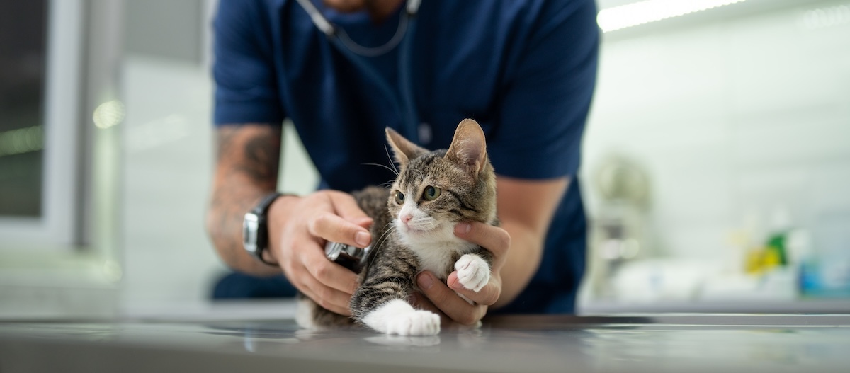 Kitten bei einer Untersuchung beim Tierarzt