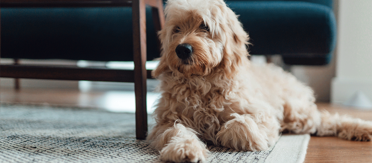 kleiner-goldendoodle-liegt-auf-teppich Kleiner Goldendoodle liegt auf Teppich