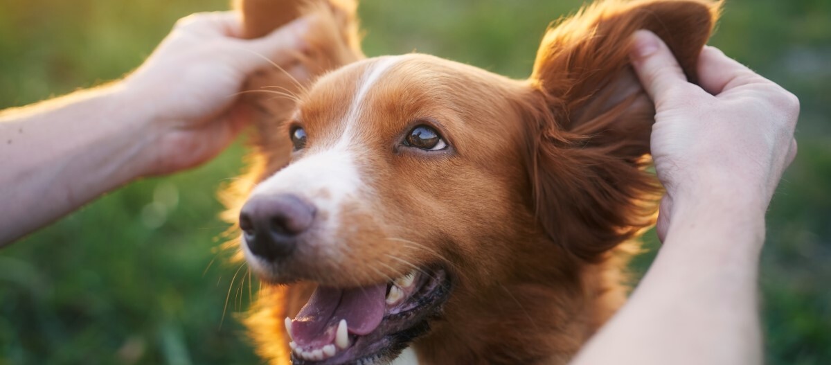 mann-hält-hundeohren Mann greift Hund an die Ohren